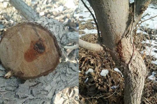 Qingdao Zhubainong Biotechnology Helps Upgrade Korla Fragrant Pear Industry in Xinjiang, Achieving Breakthrough Progress in Branch Dieback Control